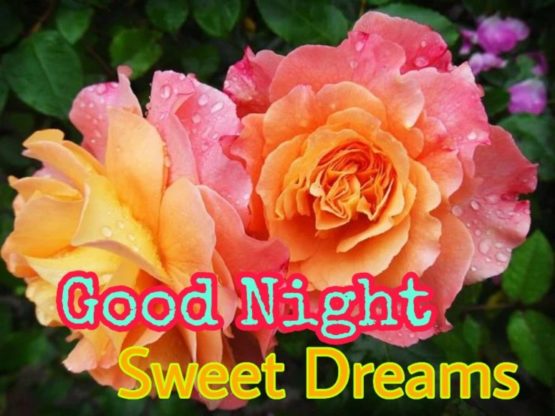 109+ Good Night Flower Images Pictures Photos - New 2023 33 good night rose photo
