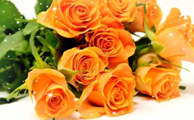 Flower Wallpaper HD 1080p for mobile Desktop 20 hd rose flower wallpaper