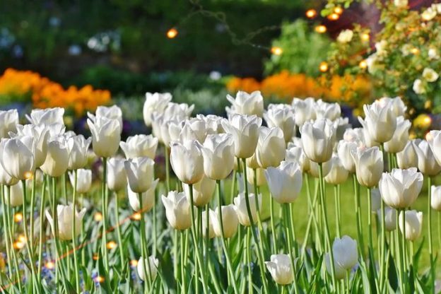 Flower Wallpaper HD 1080p for mobile Desktop 29 best flower wallpaper