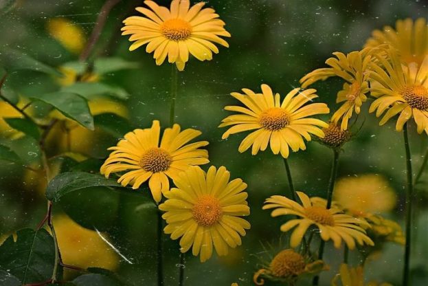Flower Wallpaper HD 1080p for mobile Desktop 27 cute flower wallpaper