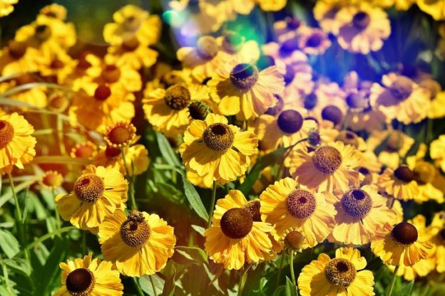 Flower Wallpaper HD 1080p for mobile Desktop 26 flower wallpaper hd
