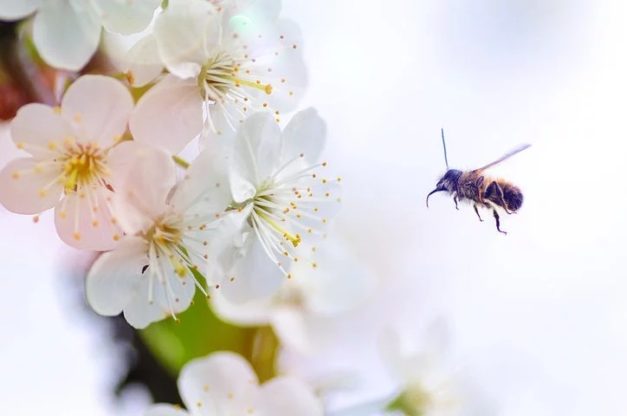 white flower wallpaper