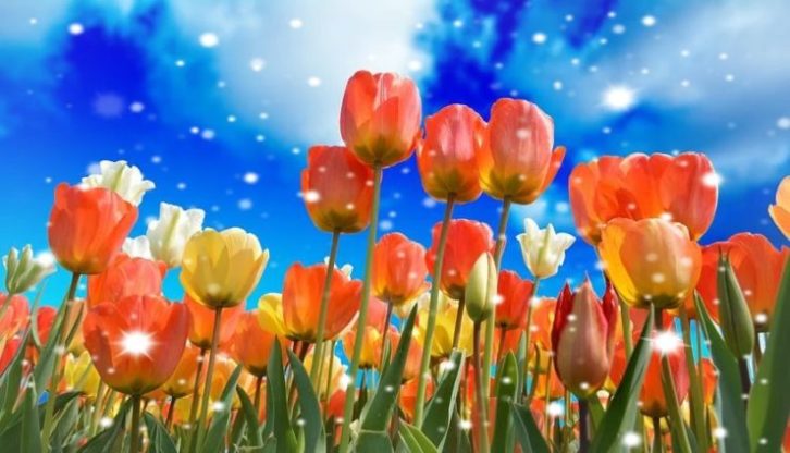 Flower Wallpaper HD 1080p for mobile Desktop 3 flower wallpaper hd