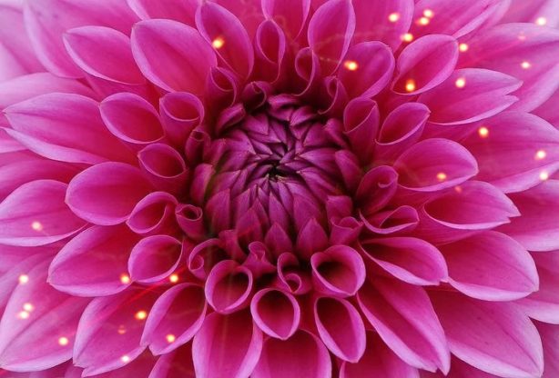 pink flower wallpaper