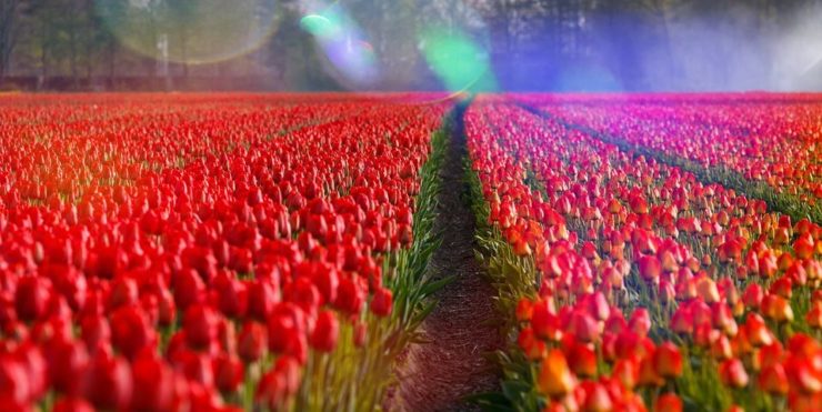 Flower Wallpaper HD 1080p for mobile Desktop 16 Flower Wallpaper HD 1080p for mobile Desktop 2