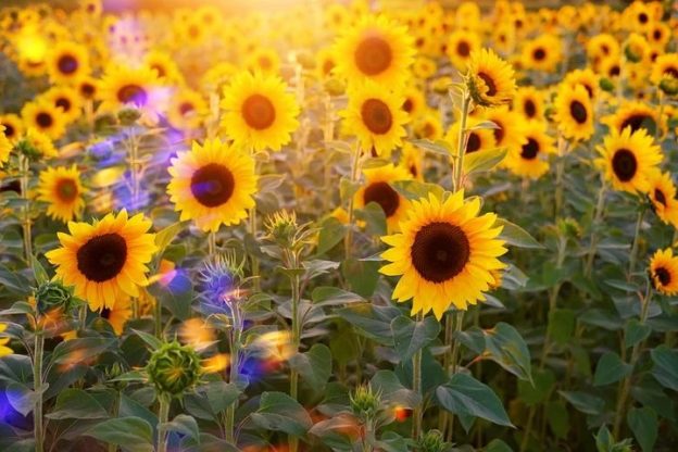 Flower Wallpaper HD 1080p for mobile Desktop 8 4k flower wallpaper