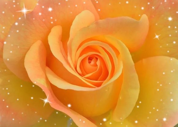 rose flower wallpaper