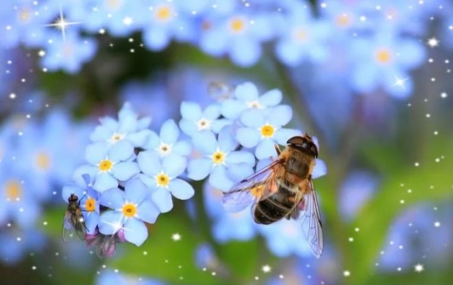 Flower Wallpaper HD 1080p for mobile Desktop 13 Flower Wallpaper HD 1080p for mobile Desktop 1
