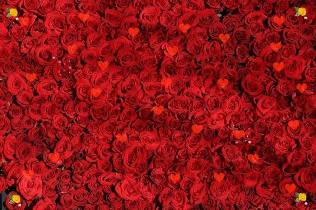 red flower wallpaper