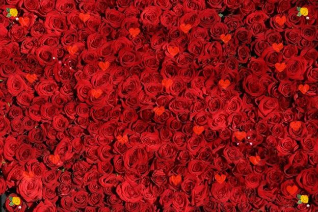 Flower Wallpaper HD 1080p for mobile Desktop 17 red flower wallpaper