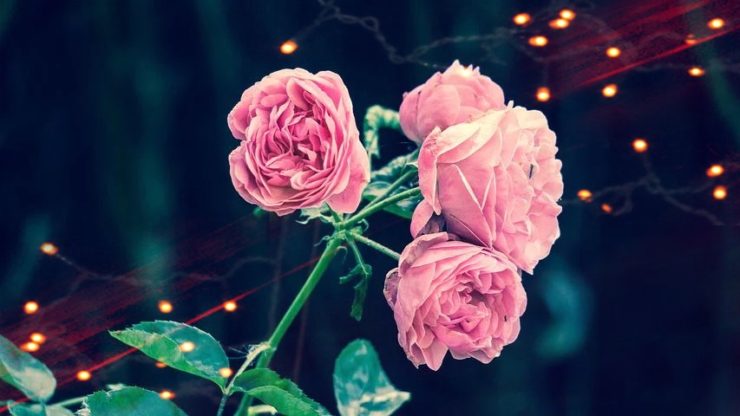 beautiful rose flower wallpaper