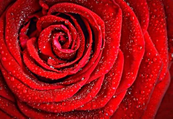 red rose flower wallpaper free download