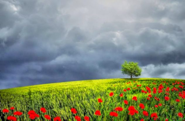 Flower Wallpaper HD 1080p for mobile Desktop 23 flower wallpaper images