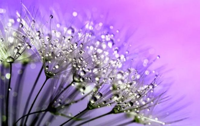 Flower Wallpaper HD 1080p for mobile Desktop 21 vintage flower wallpaper