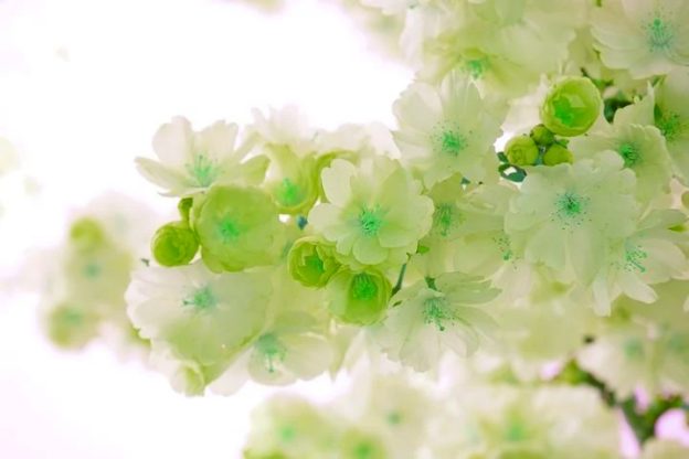 Flower Wallpaper HD 1080p for mobile Desktop 25 flower wallpaper