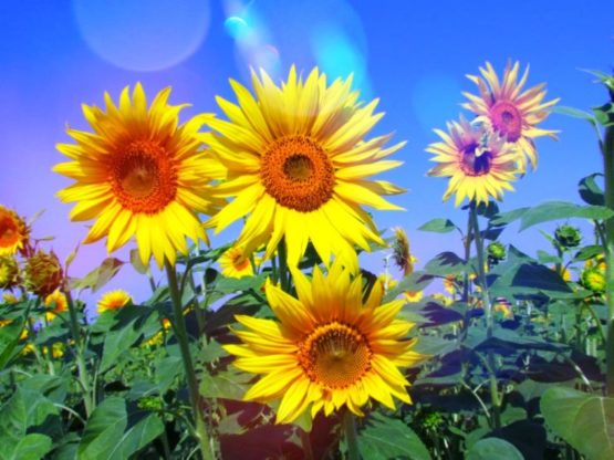 Flower Wallpaper HD 1080p for mobile Desktop 24 full hd flower wallpaper