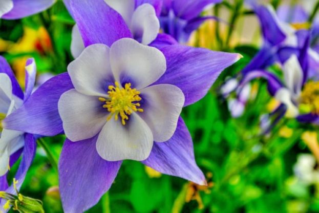 Flower Wallpaper HD 1080p for mobile Desktop 30 flower wallpaper download hd