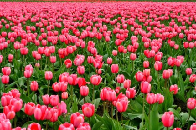 Flower Wallpaper HD 1080p for mobile Desktop 32 hd flower wallpaper download