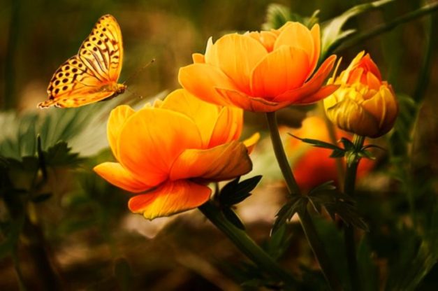 Flower Wallpaper HD 1080p for mobile Desktop 2 flower wallpaper