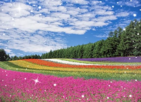 Flower Wallpaper HD 1080p for mobile Desktop 9 flower wallpaper hd download