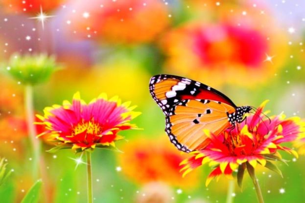 Flower Wallpaper HD 1080p for mobile Desktop 4 hd flower wallpaper
