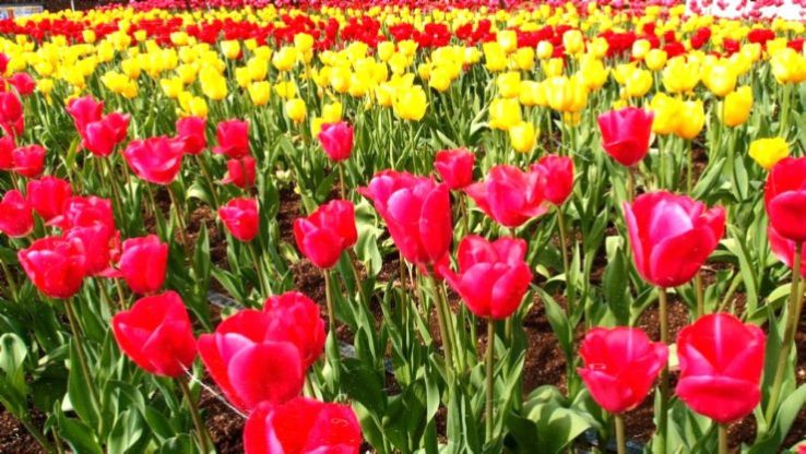 Flower Wallpaper HD 1080p for mobile Desktop 6 flower wallpaper live