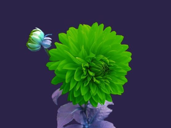 Flower Wallpaper HD 1080p for mobile Desktop 12 single flower wallpaper