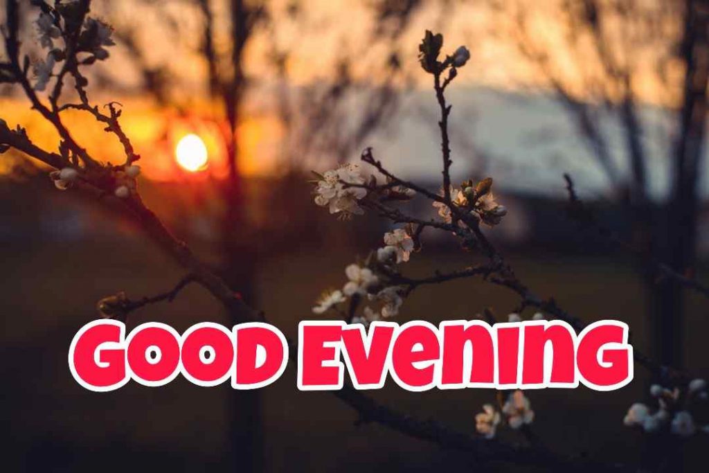 Best Good Evening Images for Whatsapp in 2021 10