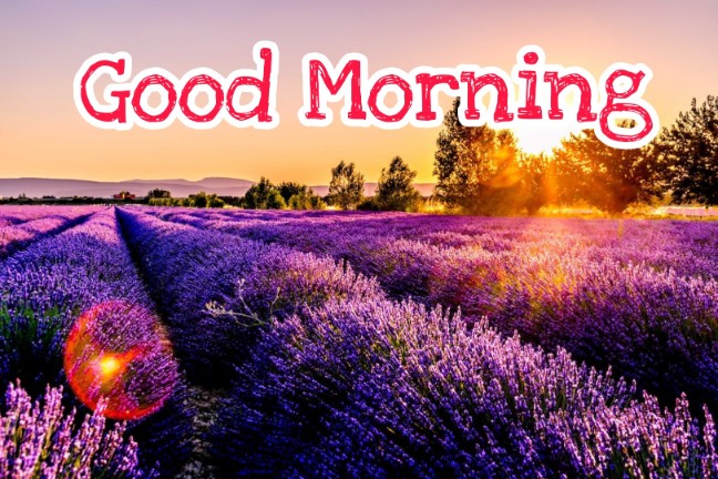 144+ Good Morning Nature Images 2023 108 144+ Good Morning Nature Images 2023 80