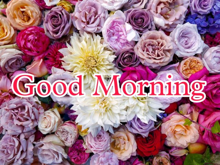 60+ Good Morning Flower Images 2023 16