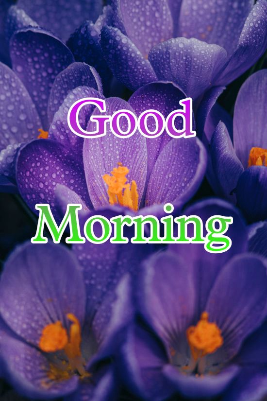 60+ Good Morning Flower Images 2023 20