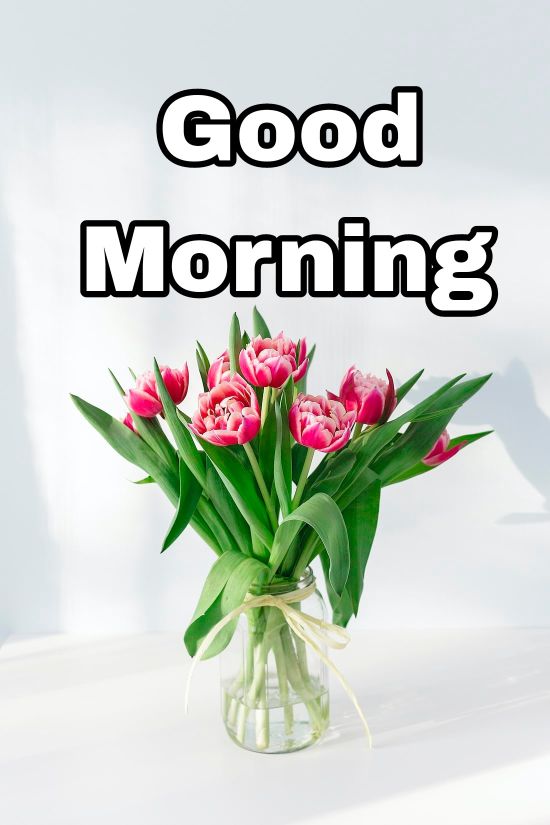 60+ Good Morning Flower Images 2023 24