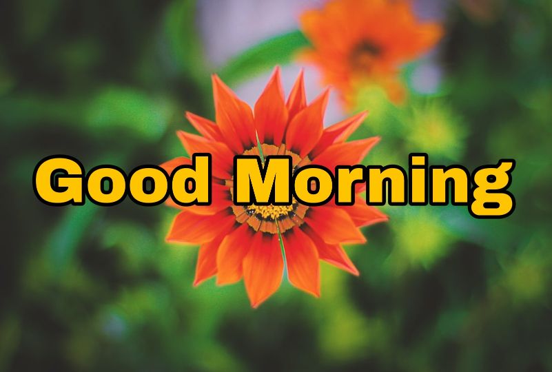 Good Morning Flower Images