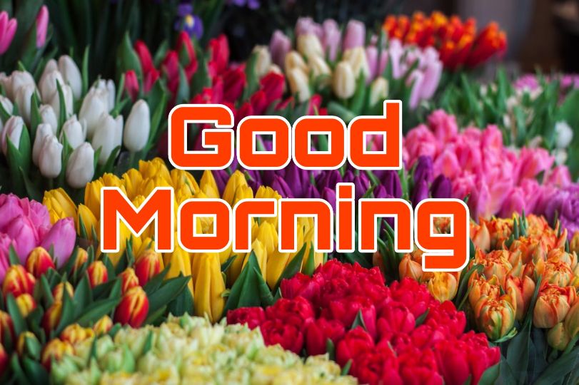 60+ Good Morning Flower Images 2023 22