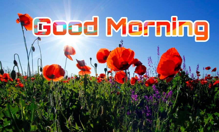 60+ Good Morning Flower Images 2023 19 60+ Good Morning Flower Images 2023 18