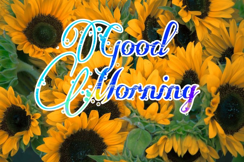 60+ Good Morning Flower Images 2023 19