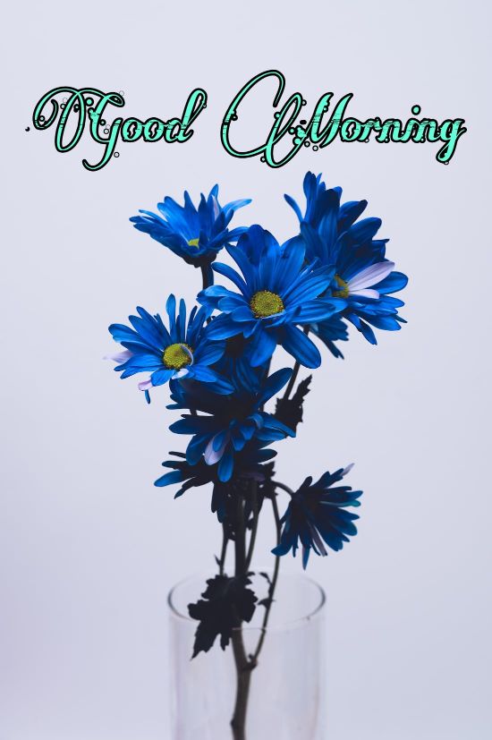 60+ Good Morning Flower Images 2023 24 60+ Good Morning Flower Images 2023 23