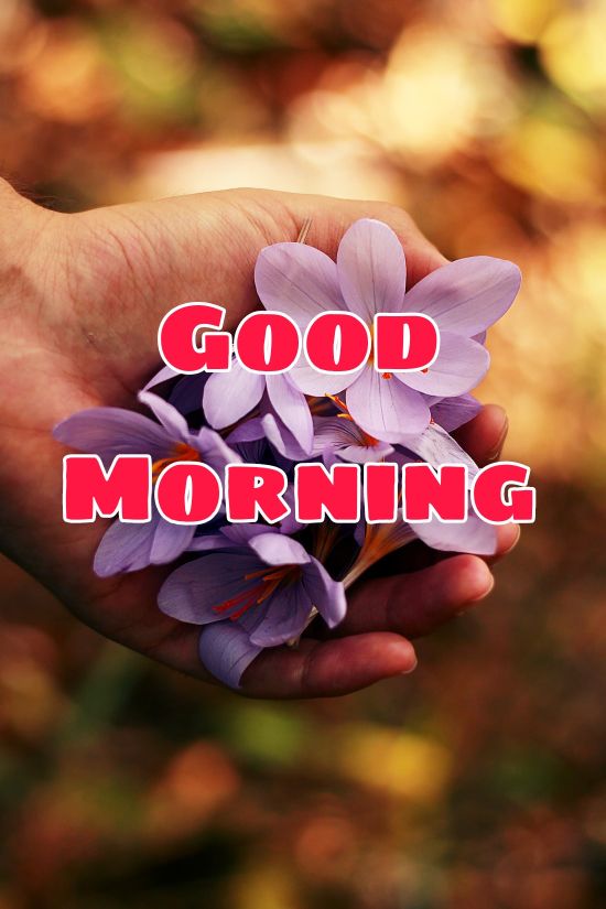 60+ Good Morning Flower Images 2023 26