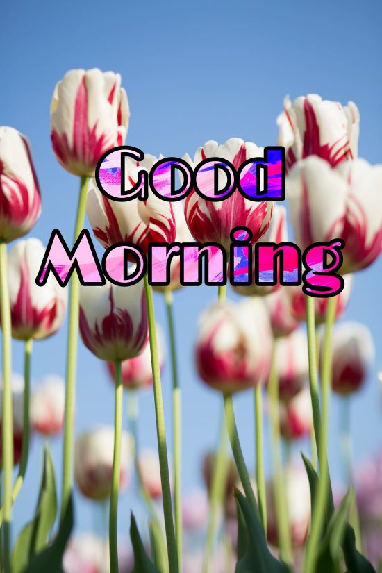 60+ Good Morning Flower Images 2023 27