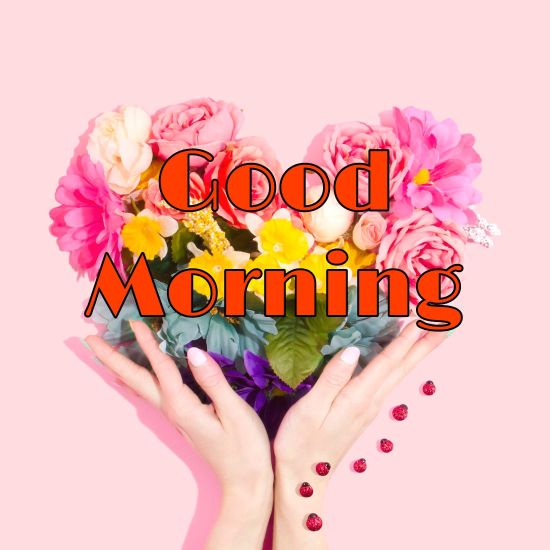 60+ Good Morning Flower Images 2023 31 60+ Good Morning Flower Images 2023 30