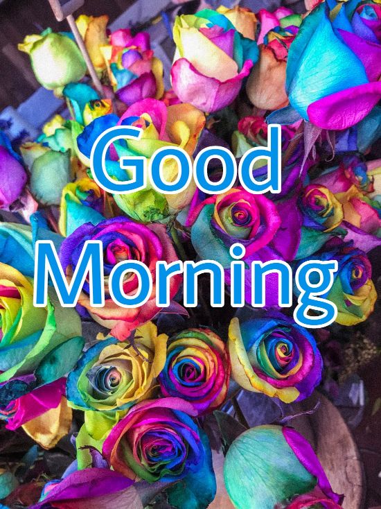 60+ Good Morning Flower Images 2023 32 60+ Good Morning Flower Images 2023 31