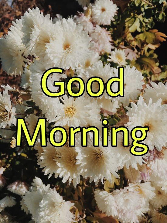 60+ Good Morning Flower Images 2023 34