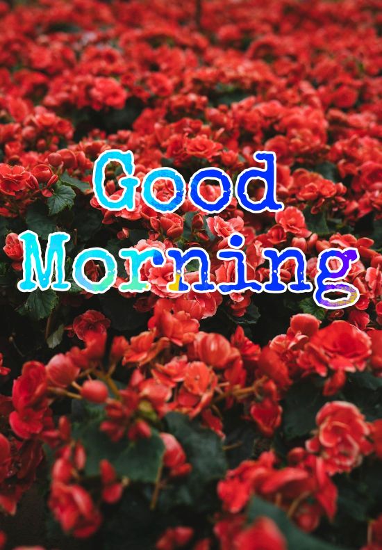 60+ Good Morning Flower Images 2023 38