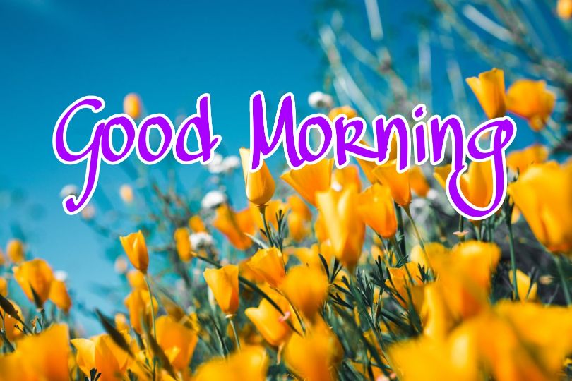 60+ Good Morning Flower Images 2023 28