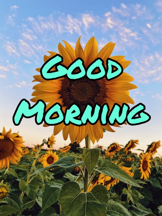 60+ Good Morning Flower Images 2023 30 60+ Good Morning Flower Images 2023 29