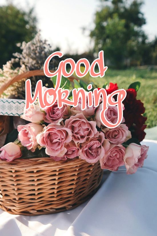 60+ Good Morning Flower Images 2023 33 60+ Good Morning Flower Images 2023 32