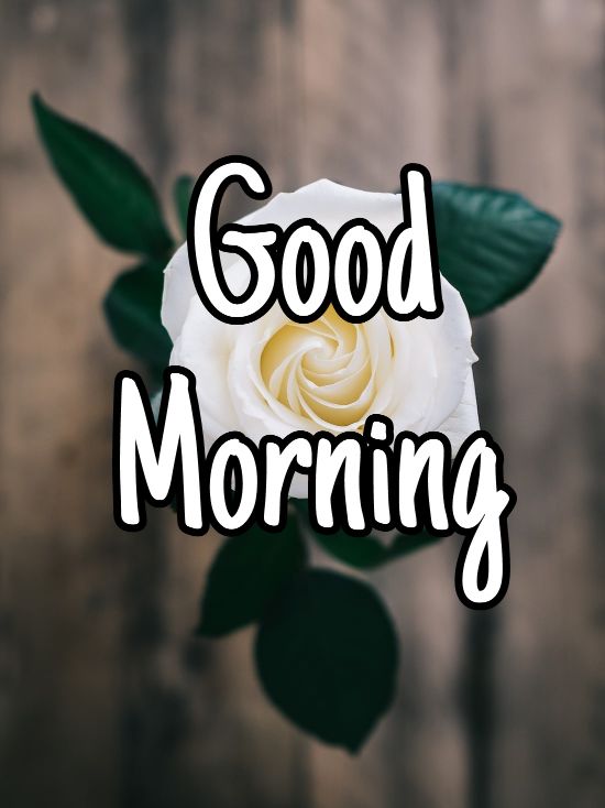 60+ Good Morning Flower Images 2023 37 60+ Good Morning Flower Images 2023 36