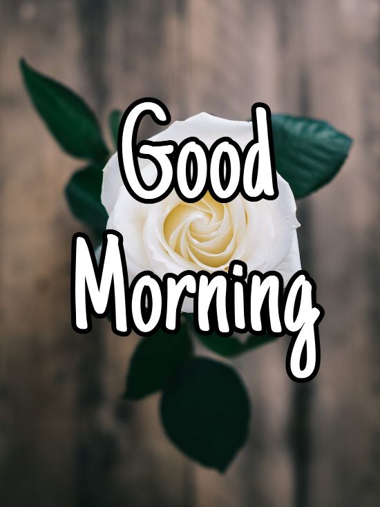 60+ Good Morning Flower Images 2023 36