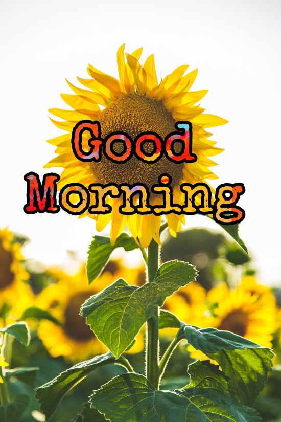 60+ Good Morning Flower Images 2023 39