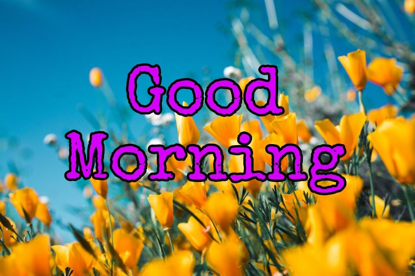 60+ Good Morning Flower Images 2023 37